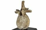 Ceratopsian (Einiosaurus) Caudal Vertebra with Stand - Montana #350882-3